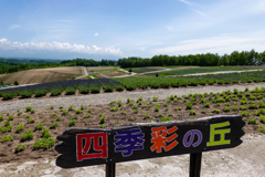 北海道旅行　2022年6月21日の四季彩の丘＠美瑛