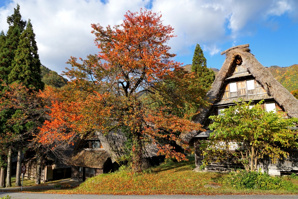五箇山・合掌の里