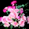 花束・ブーケ