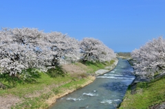 舟川桜づつみ（下流側）