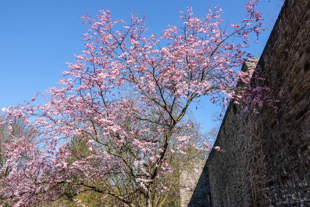 城壁に桜