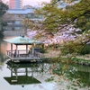 さくら夕暮れのひととき