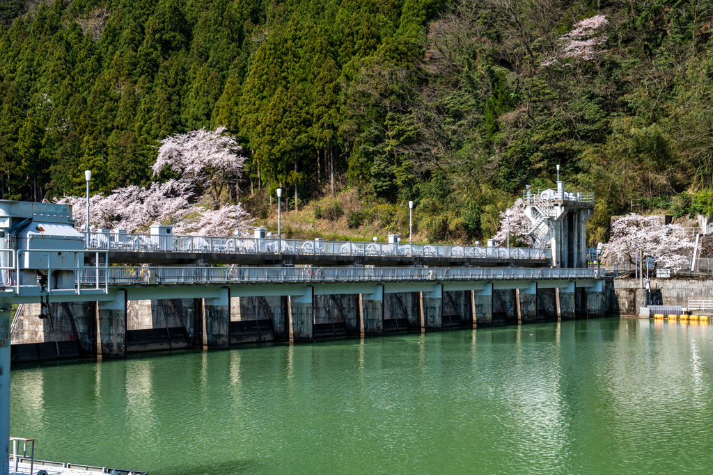 登録有形文化財「庄川合口堰堤」