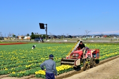チューリップ花摘み現場からの中継です(^.^)