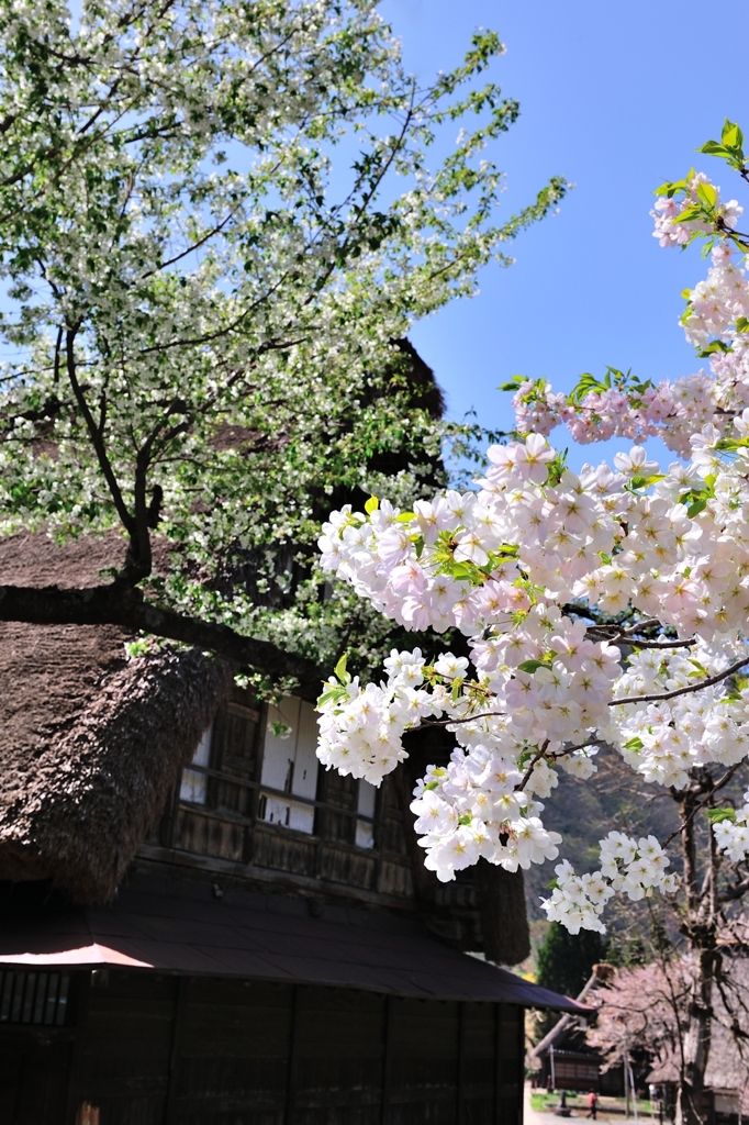 「桜」