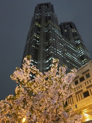 見上げる夜桜