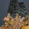 見上げる夜桜