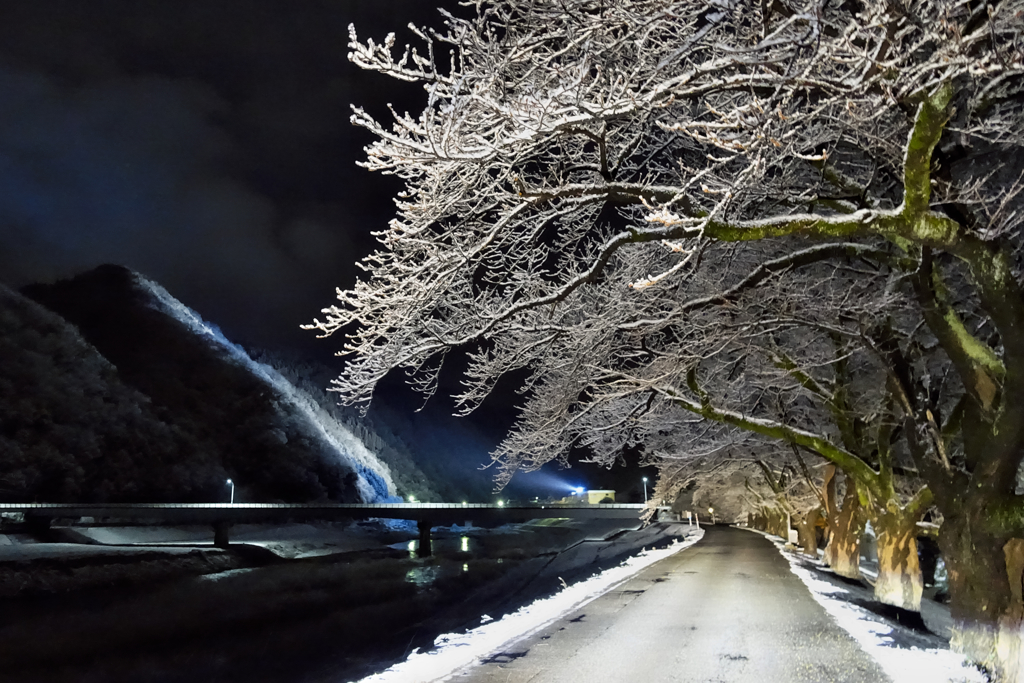 雪夜桜