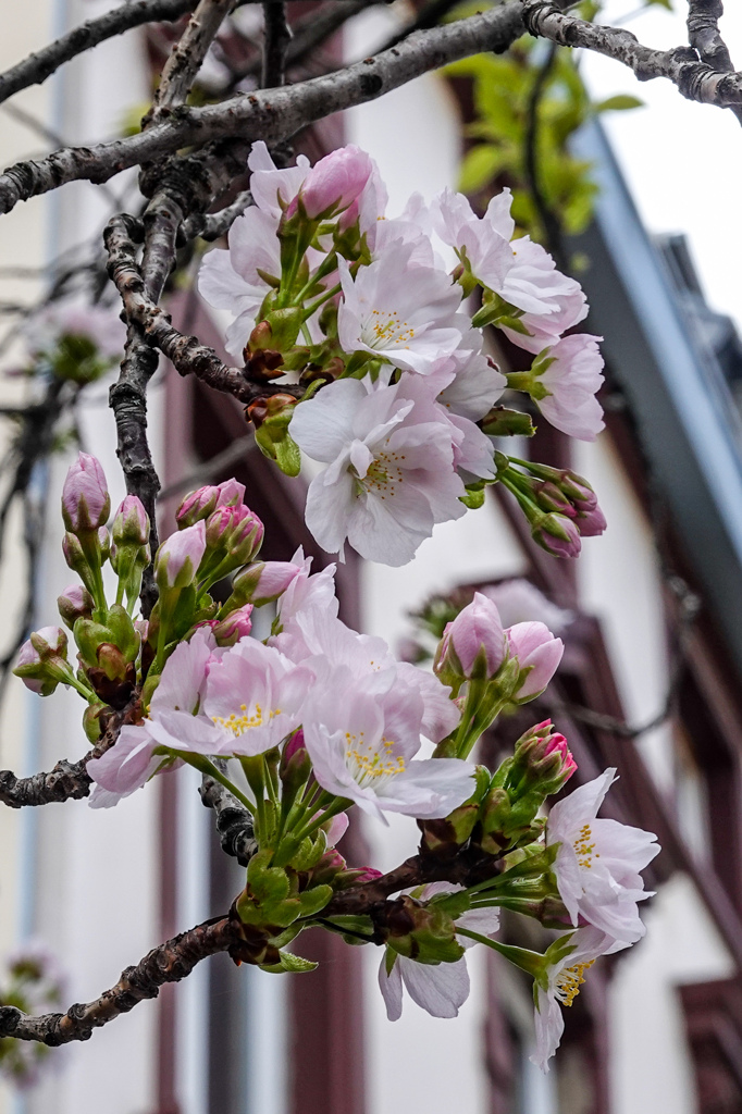 ボン桜模様 その5