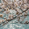 庄川・桜めぐり その8