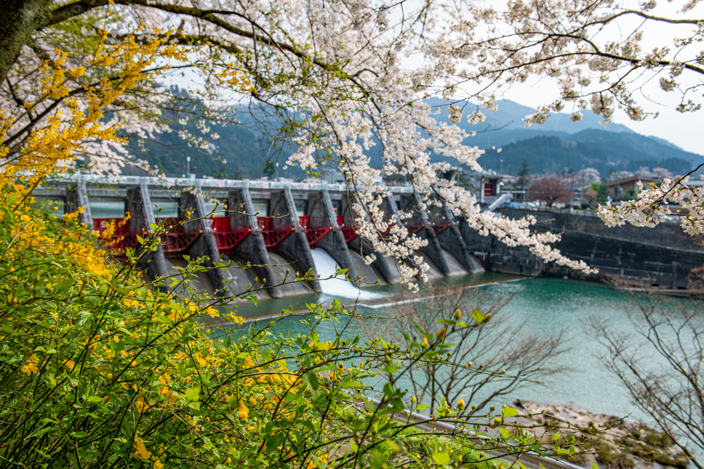 庄川・桜めぐりⅡ その6