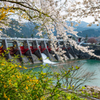 庄川・桜めぐりⅡ その6