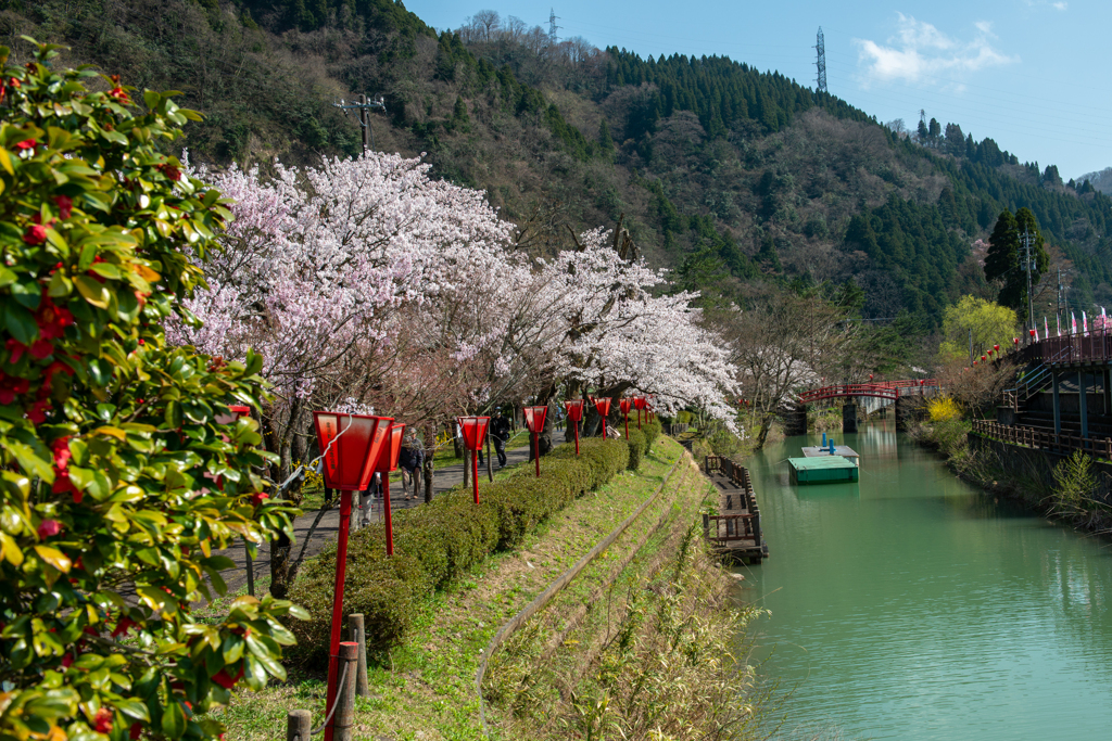 旧二万石用水桜並木