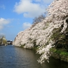 高岡城　お壕桜Ⅱ