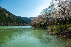 庄川桜散策路♪