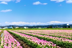 爽快♪　立山連峰とチューリップ畑