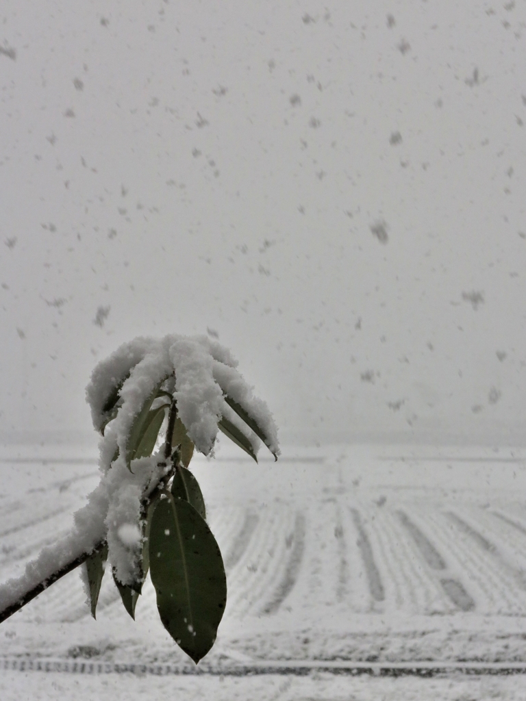 春の吹雪