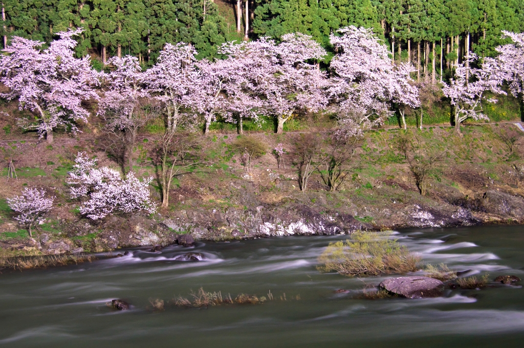 夜桜並木有終の美