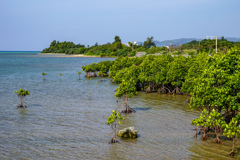 海辺のマングローブ