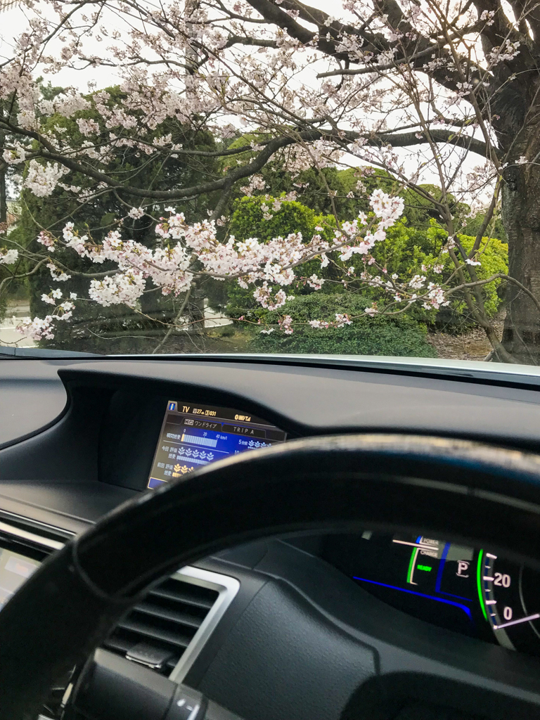 ボンネット越しの春♪