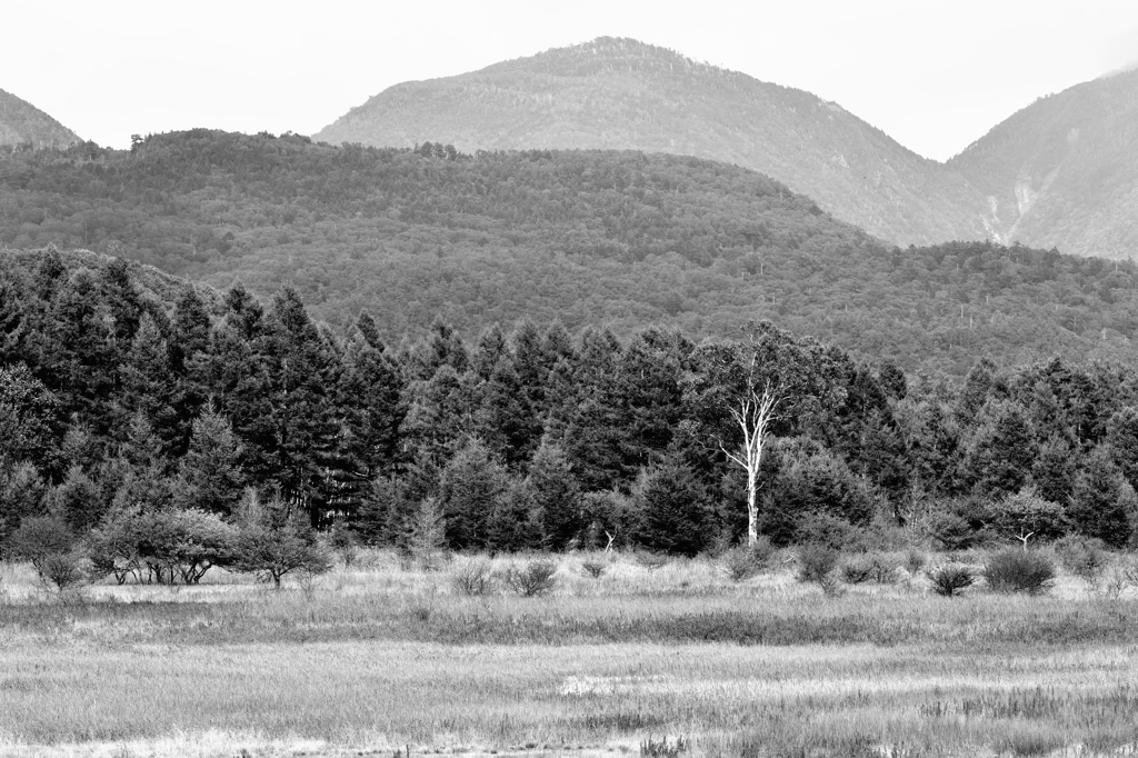 奥日光　小田代ヶ原　B&W4