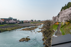 庄川・桜めぐりⅡ その11