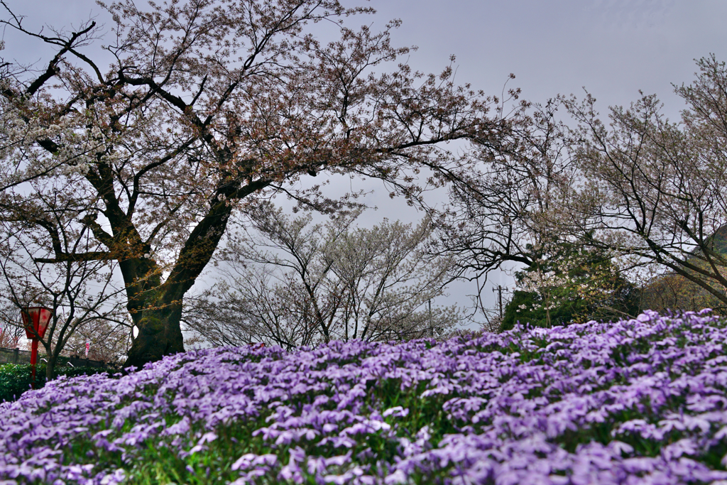 桜さくら