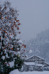 雪中忘れ柿＜縦構図＞