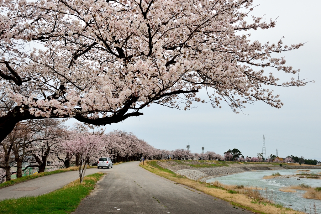 我が郷土に桜あり２