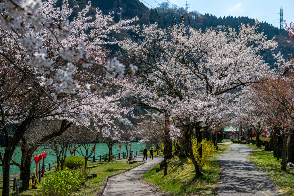 庄川桜日和♪