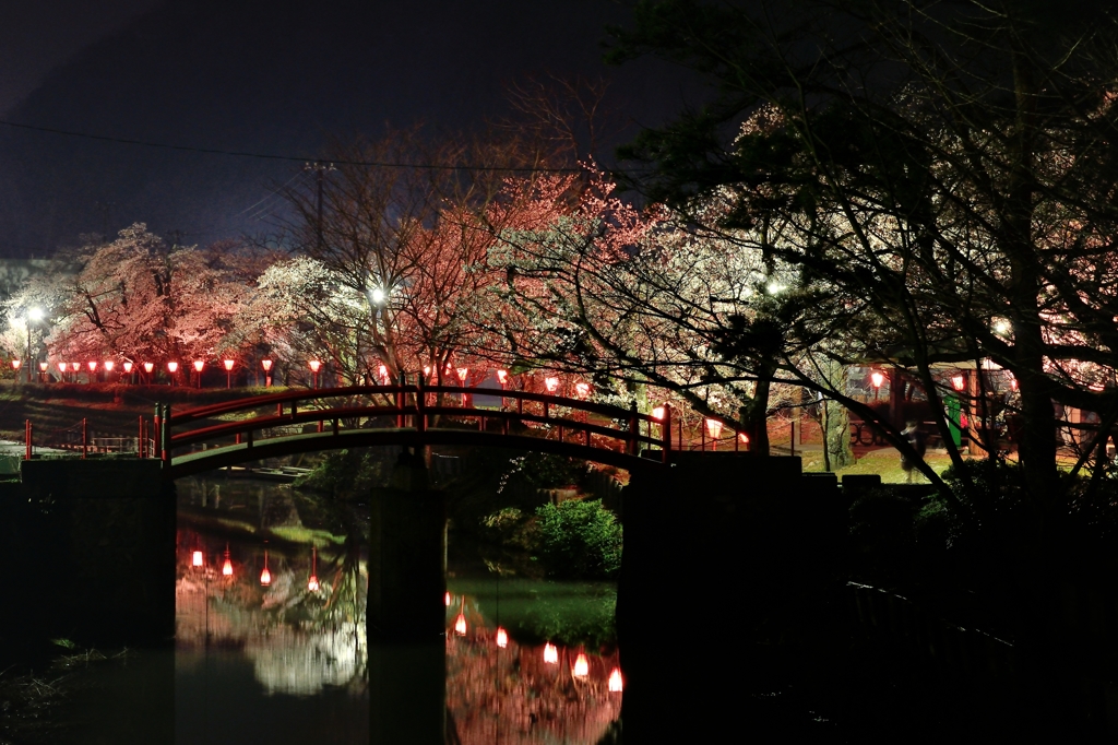 夜桜浪漫