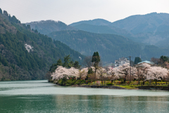 庄川・桜めぐりⅡ その12