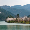 庄川・桜めぐりⅡ その12