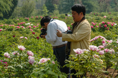 2005年中国の旅２　国家牡丹園６＠河南省 洛陽