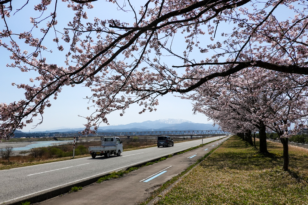 庄川沿い桜並木 その1