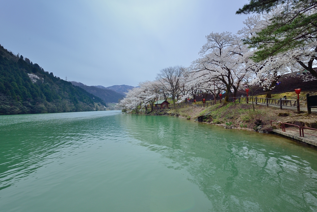 こちら桜満開