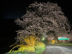 庄川桜模様　その1