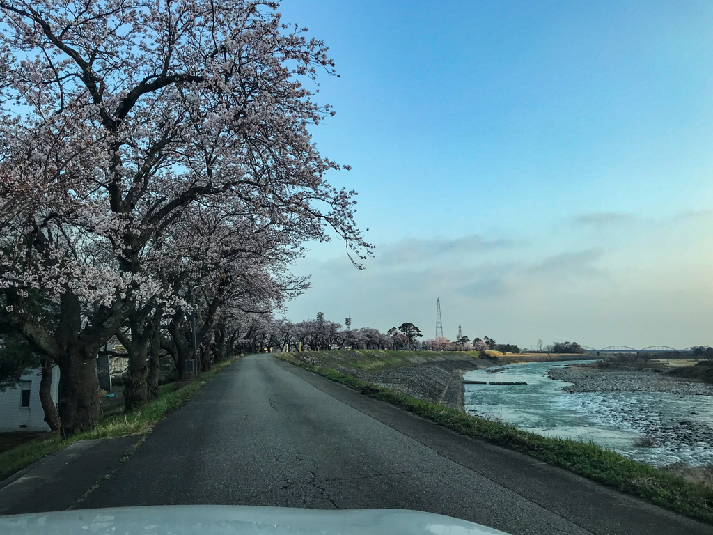 桜並木の出勤路♪