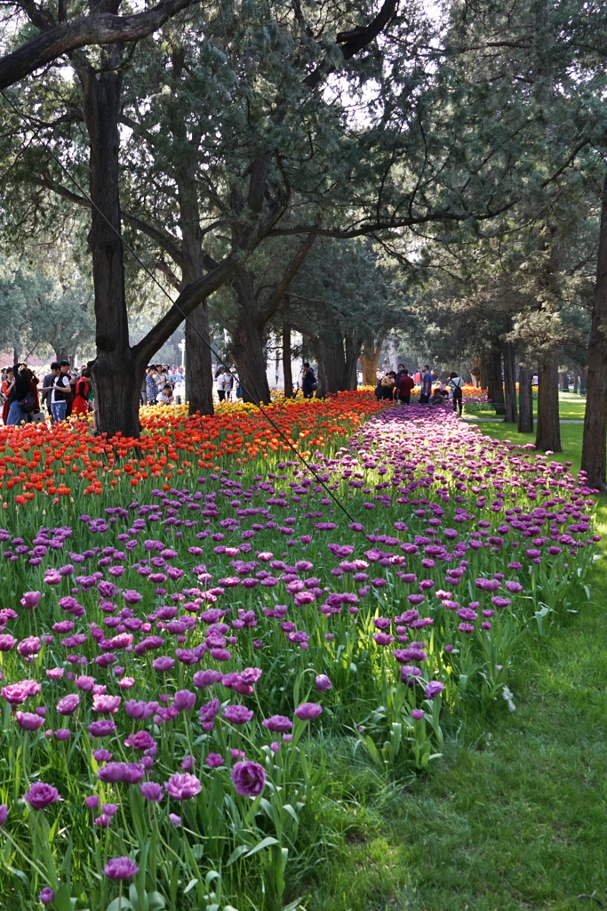 花の中山公園