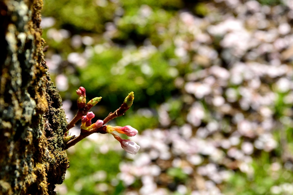 胴吹きの　花散りぎわの　未練かな