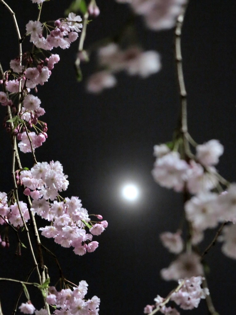 春爛漫♪ in TOKYO V　おぼろ月にしだれ桜