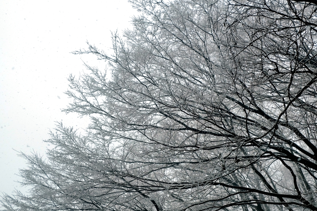 玉雪開花