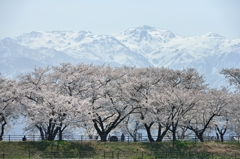 爽快春景色