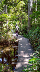 夏の上高地　梓川右岸コース木道