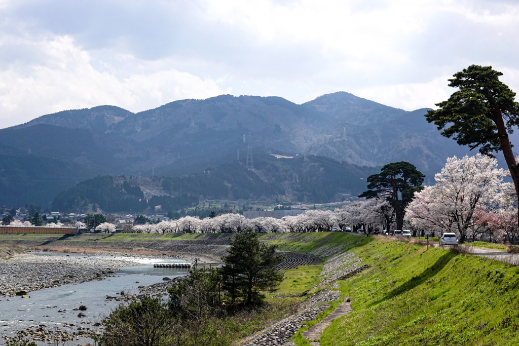 庄川・桜めぐり その3