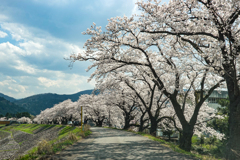 庄川・桜めぐり その4