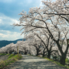 庄川・桜めぐり その4