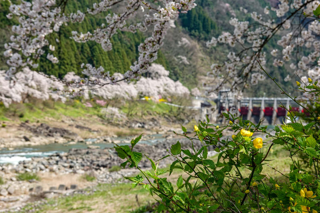 庄川・桜めぐり その6
