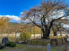 秋の荘川桜