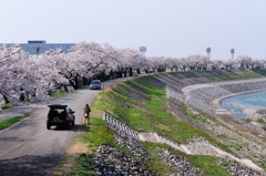 下流を見ても桜♪